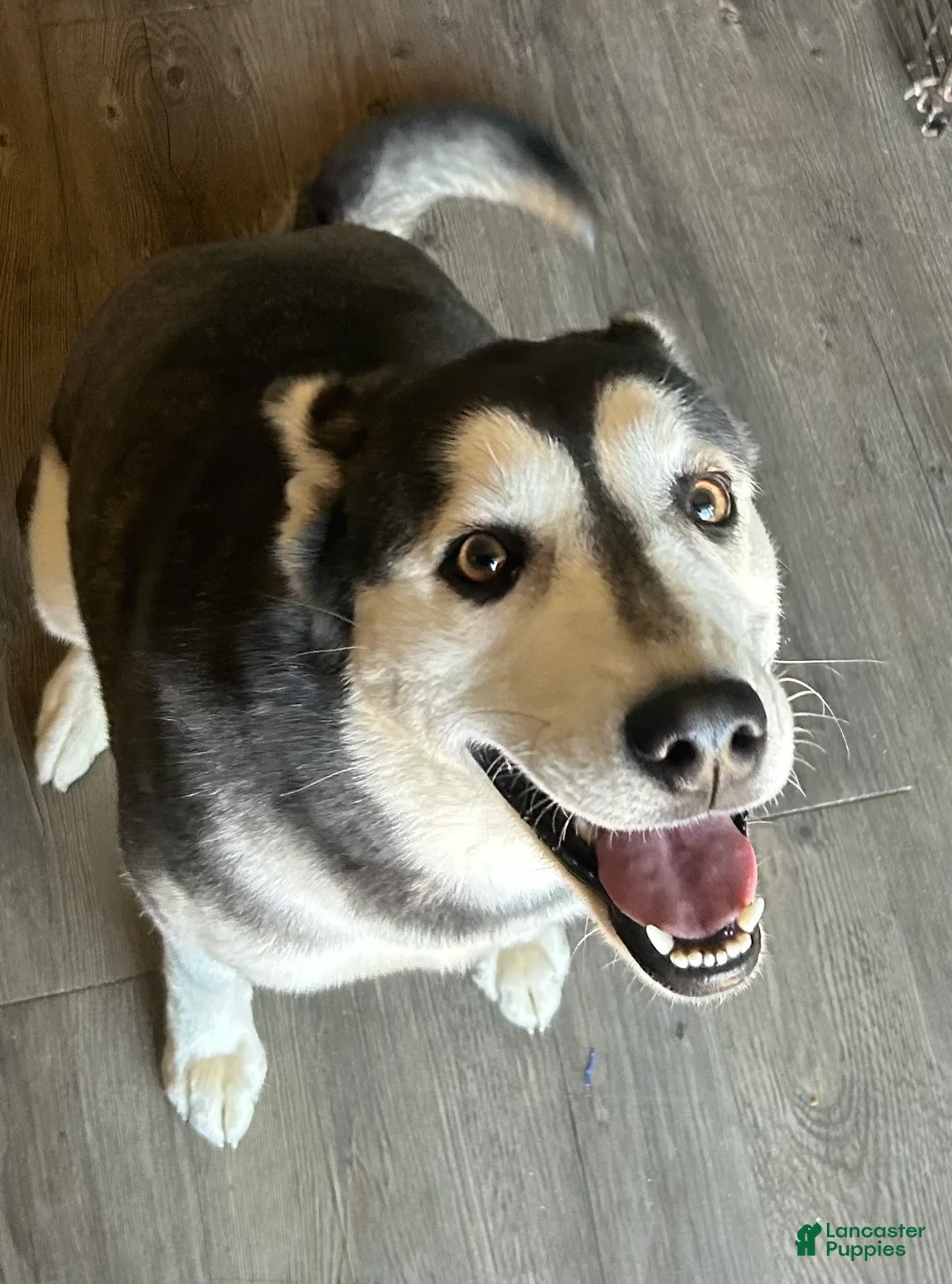 Siberian Husky dogs for sale: Siberian Husky Puppy 3 - Ad 2