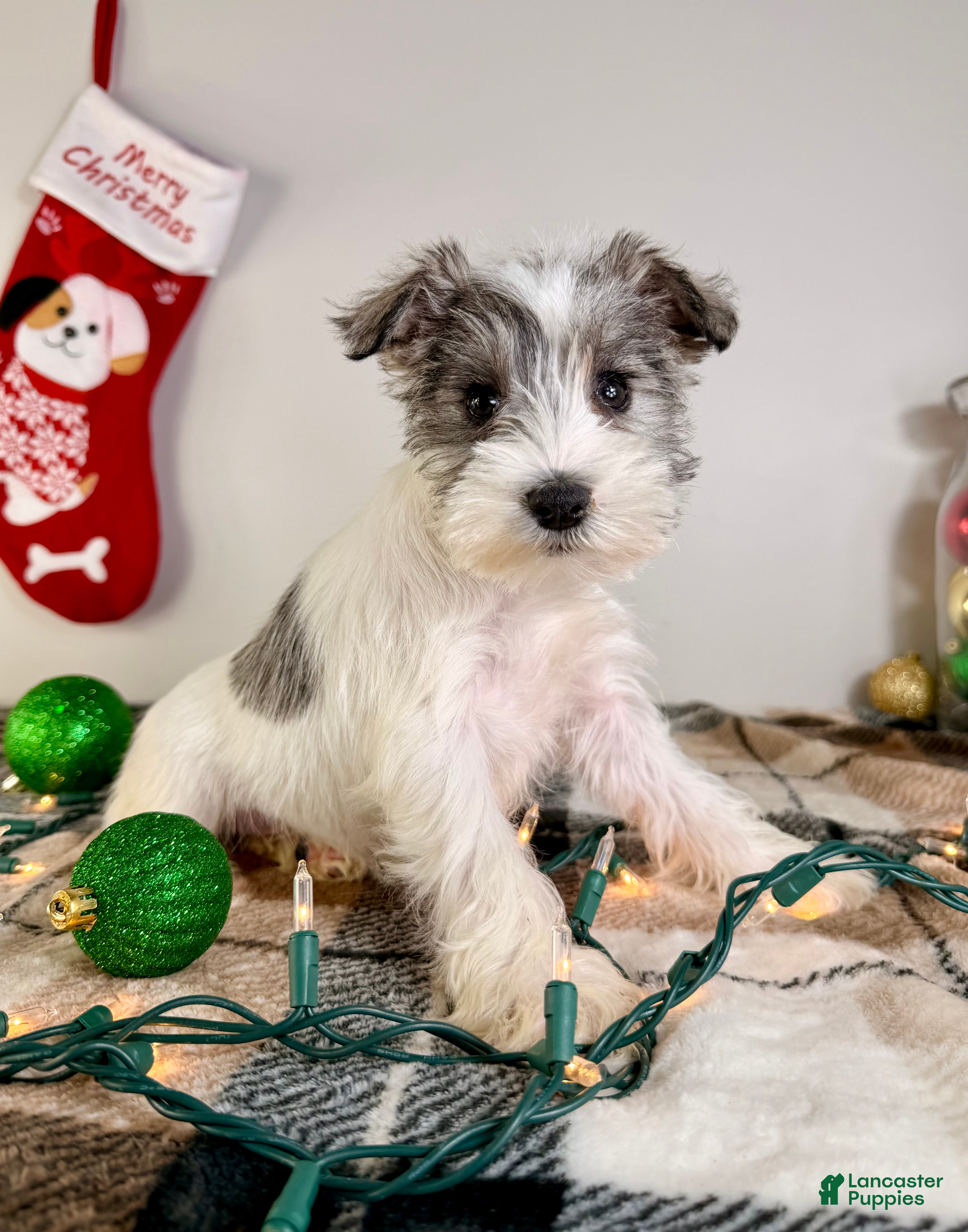 Miniature Schnauzer dogs AKC Winnie - Ad 42
