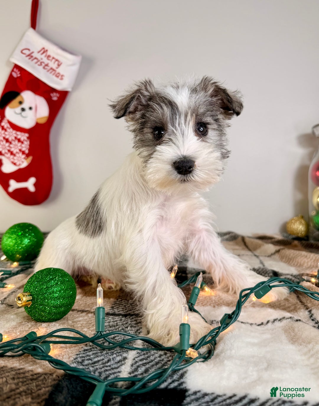 Miniature Schnauzer dogs for sale: AKC Winnie - Ad 1