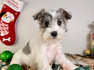 Miniature Schnauzer dogs AKC Winnie - Ad 21