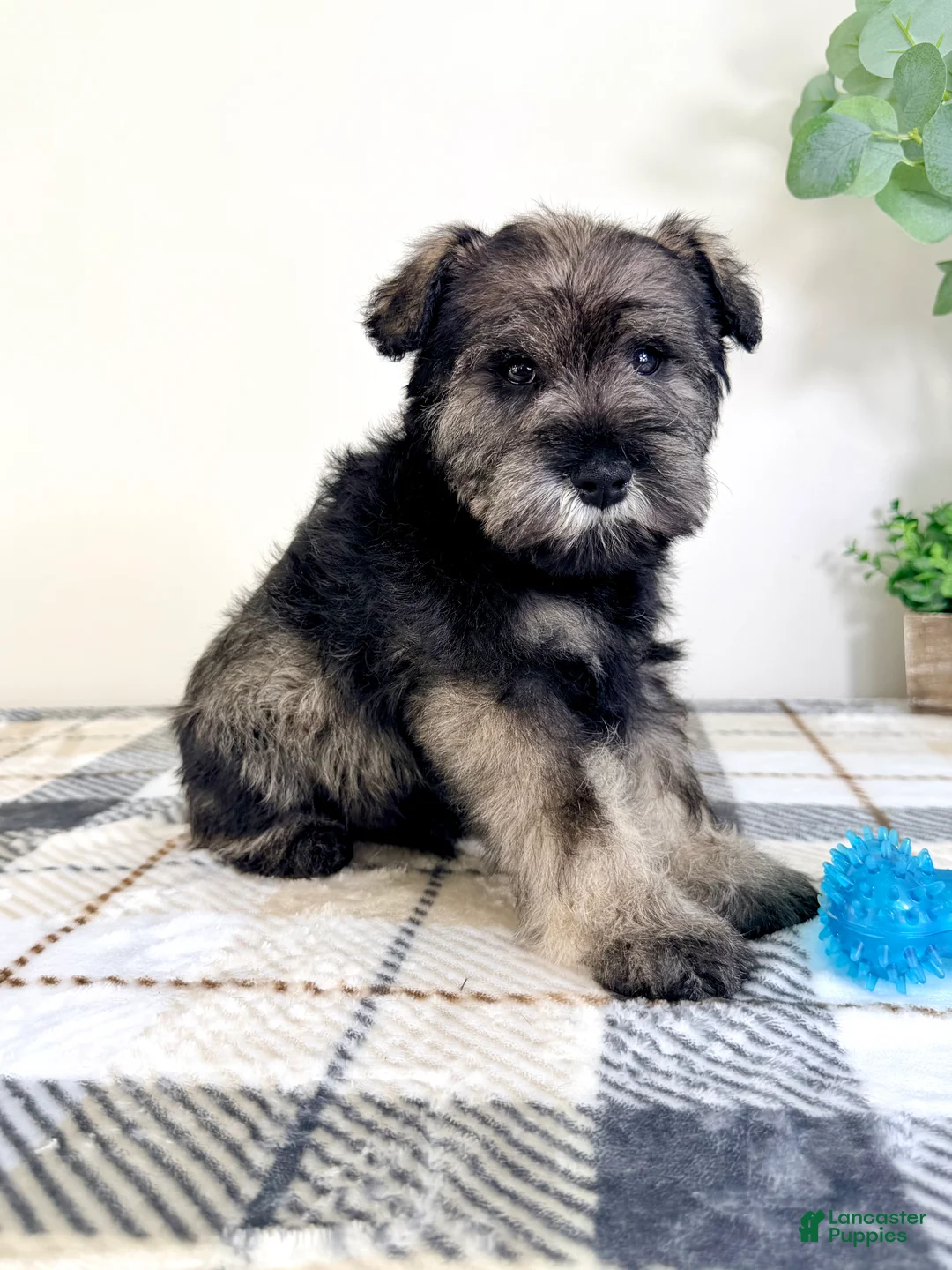 Miniature Schnauzer dogs for sale: AKC Bobby - Ad 3