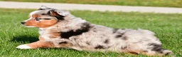 Miniature Australian Shepherd dogs for sale: Anika - Ad 12