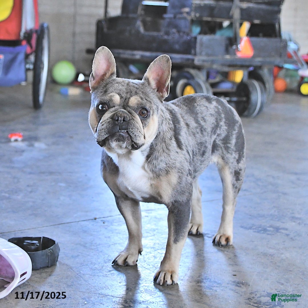 French Bulldog dogs for sale: Bella   - Ad 2