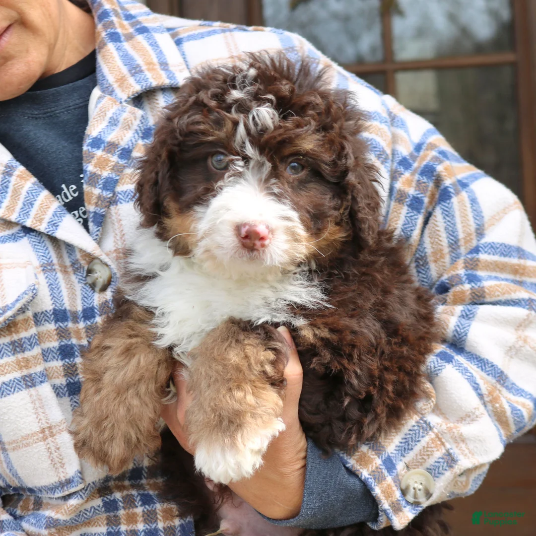 Mini Bernedoodle dogs for sale: Wesley  - Ad 2