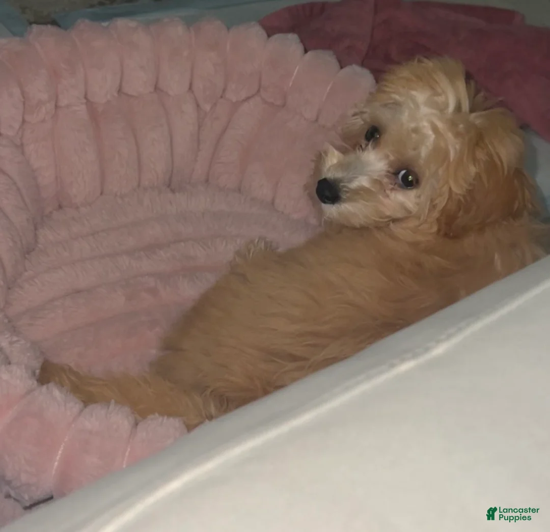 Mini Goldendoodle dogs for sale: Mini Goldendoodle 3 - Ad 2