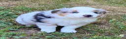 Miniature Australian Shepherd dogs for sale: Prince - Ad 8