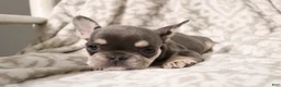 French Bulldog dogs for sale: Leo - Ad 16