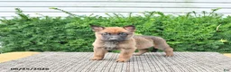 Mixed Breed dogs for sale: Archie - Ad 3