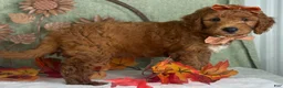 Mini Goldendoodle dogs for sale: Razzle - Ad 5