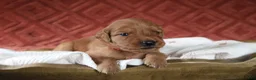 Golden Retriever dogs for sale: Autumn - Ad 5