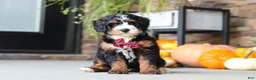 Mini Bernedoodle dogs for sale: Samuel🐶 - Ad 8