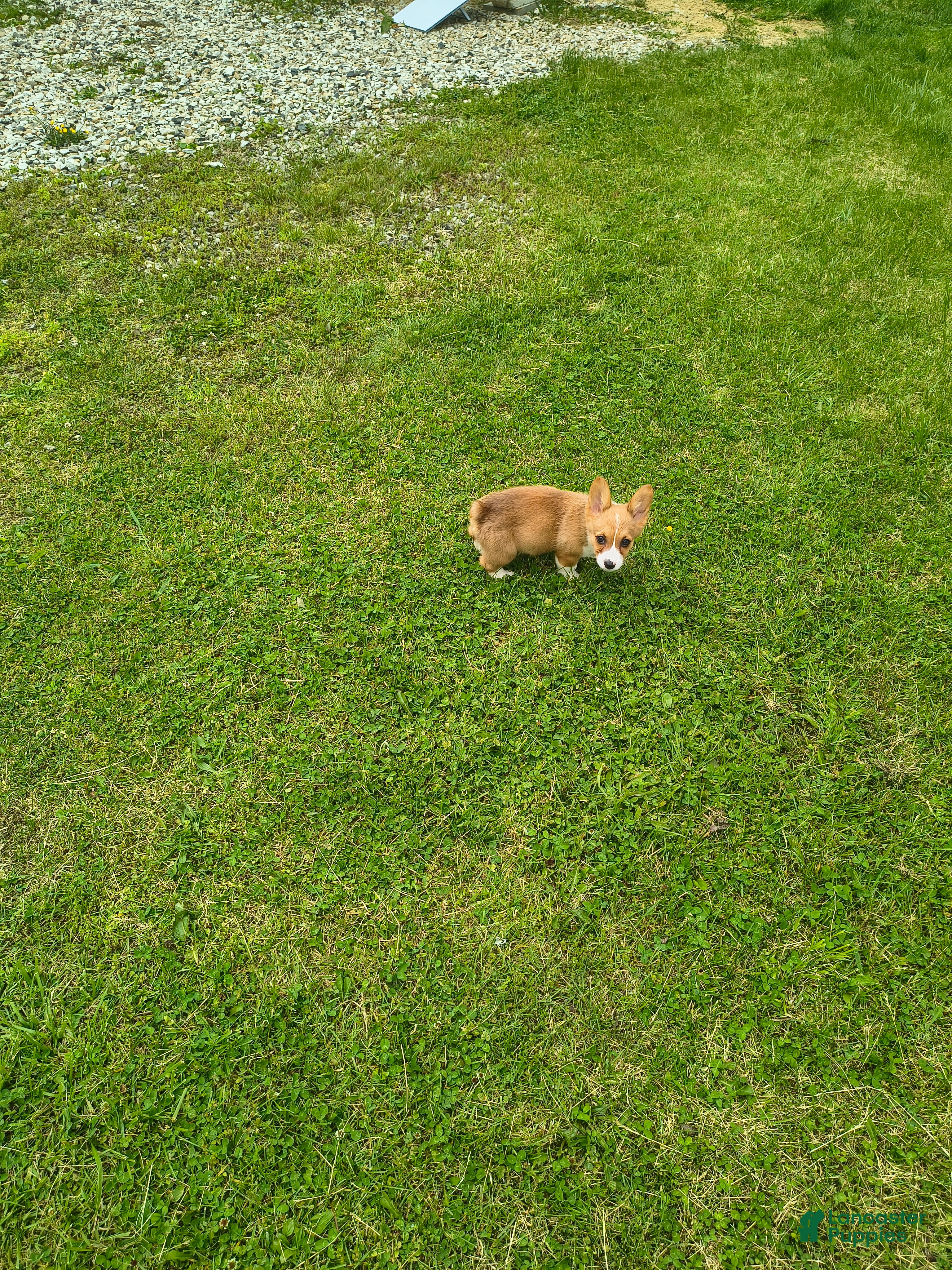 Welsh Corgi Pembroke dogs Welsh Corgi Pembroke Puppy 3 - Ad 30