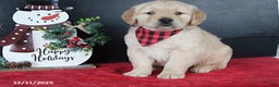 Golden Retriever dogs for sale: Chestnut - Ad 2
