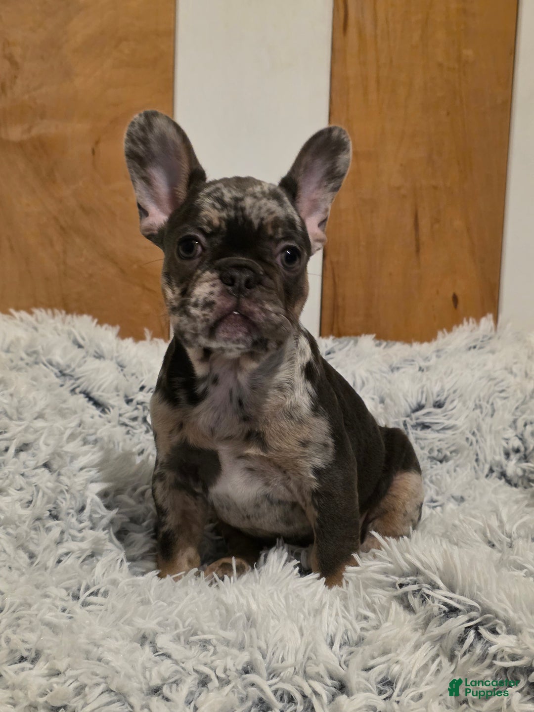 French Bulldog dogs for sale: Peppermint Patty - Ad 9