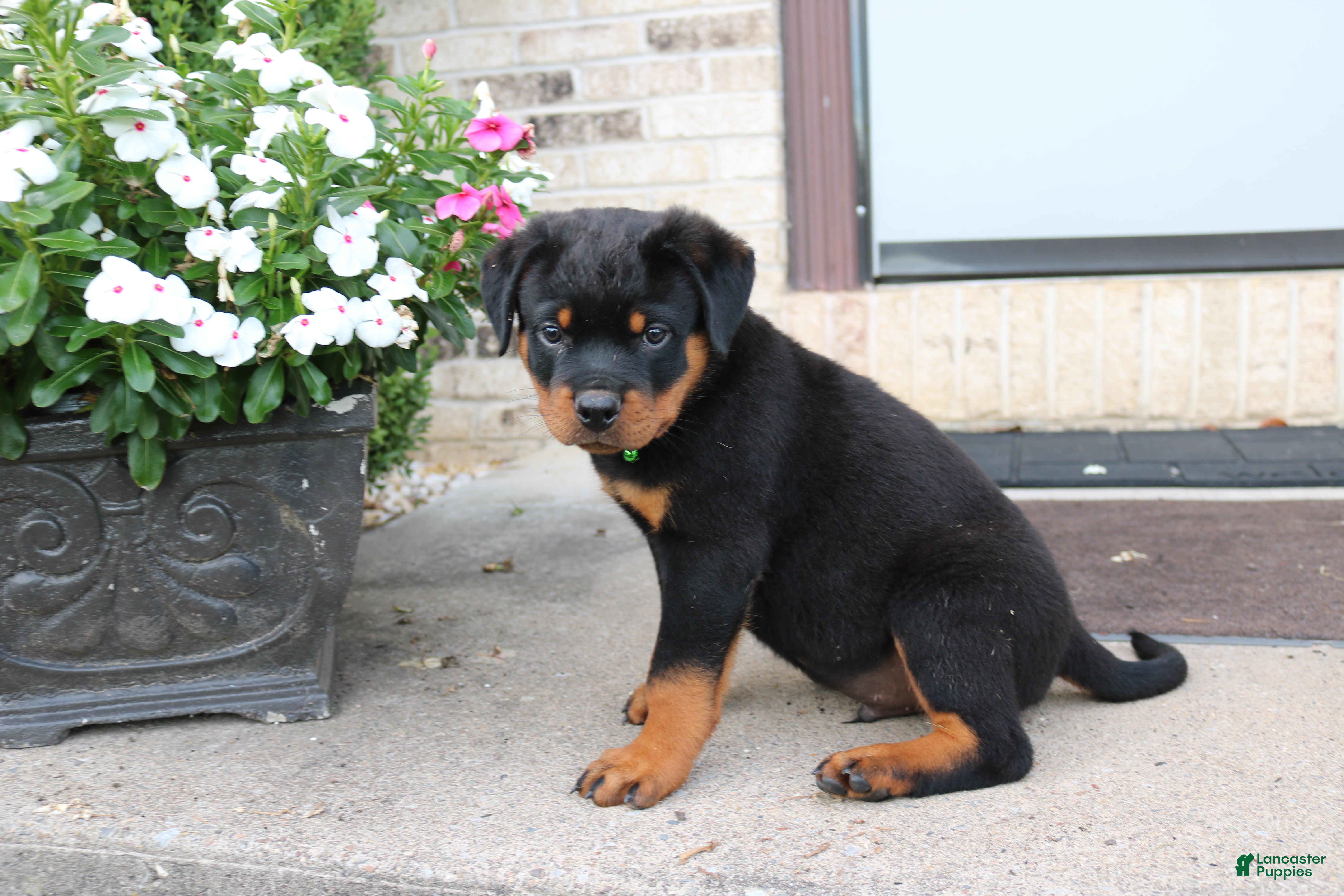 Rottweiler dogs for sale: Rottweiler 3 - Ad 3