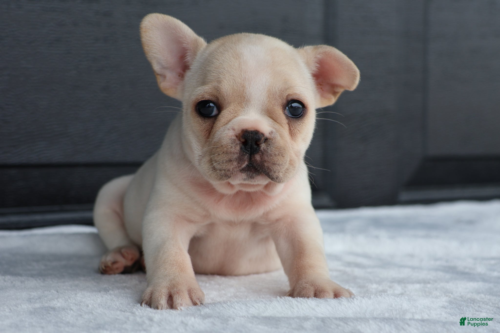 French Bulldog dogs for sale: Rose - Ad 2