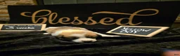 Mixed Breed dogs for sale: Yellow Boy - Ad 2