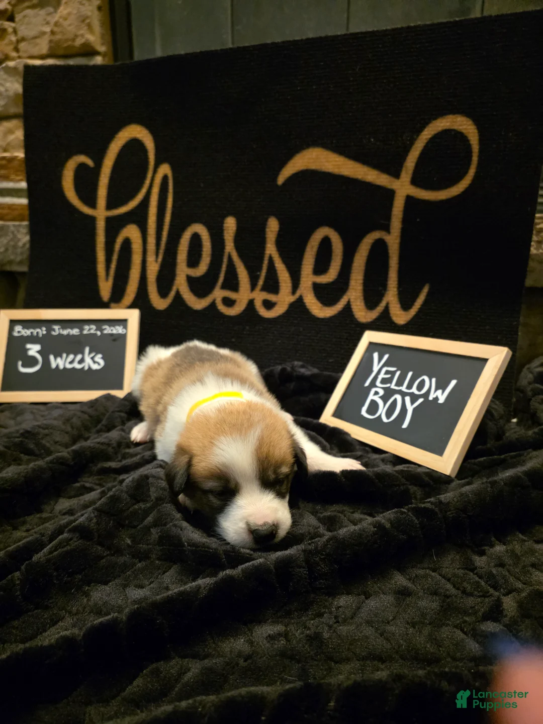 Mixed Breed dogs for sale: Yellow Boy - Ad 2