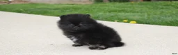 Pomeranian dogs for sale: Connie  - Ad 9
