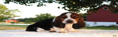 Penny