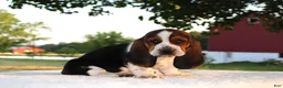 Basset Hound dogs for sale: Penny - Ad 1