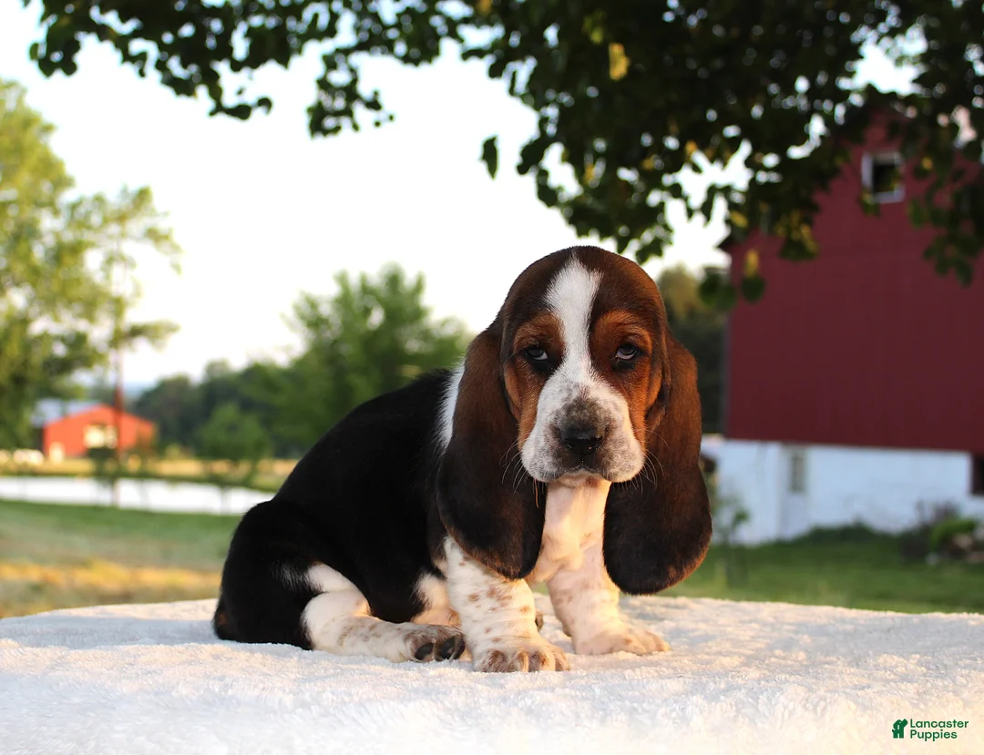 Basset Hound dogs for sale: Penny - Ad 1