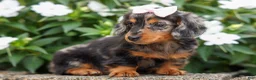 Miniature Dachshund dogs for sale:   Hailey 🎀 - Ad 6