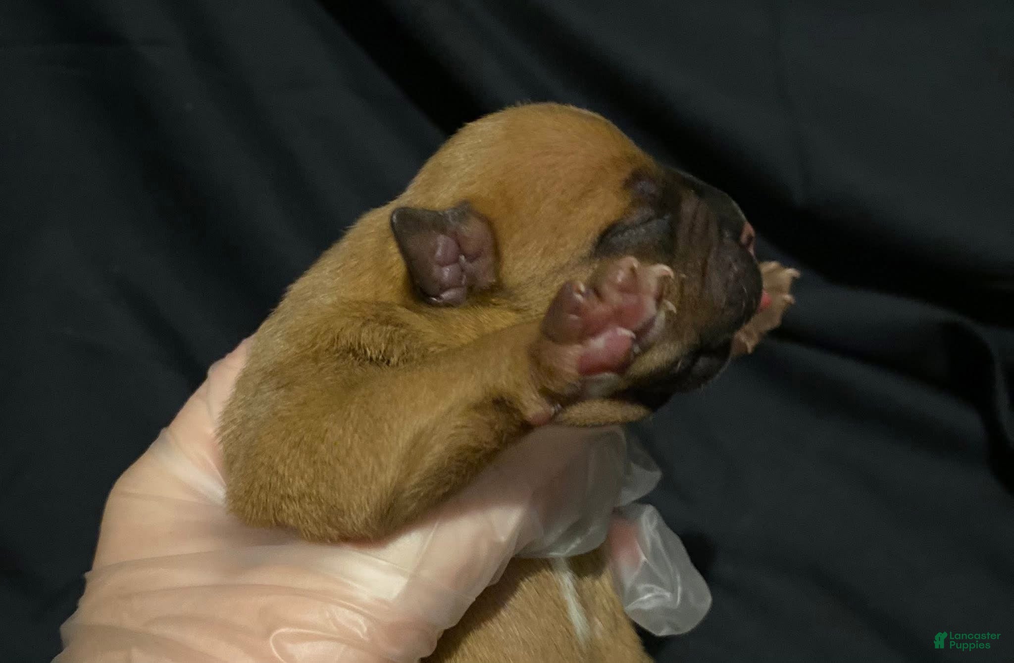 American Bully dogs Versace - Ad 38