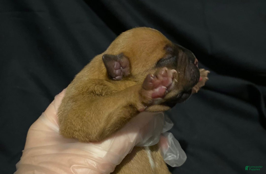 American Bully dogs for sale: Versace - Ad 1