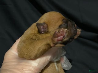 American Bully dogs Versace - Ad 38