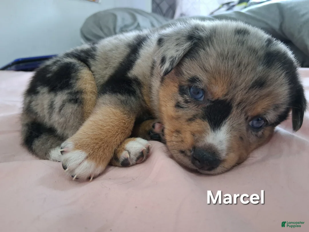 Mixed Breed dogs for sale: Marcel - Ad 2