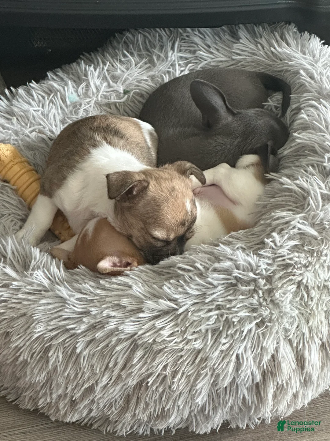 Chihuahua dogs for sale: Chihuahua Puppy 1 - Ad 2