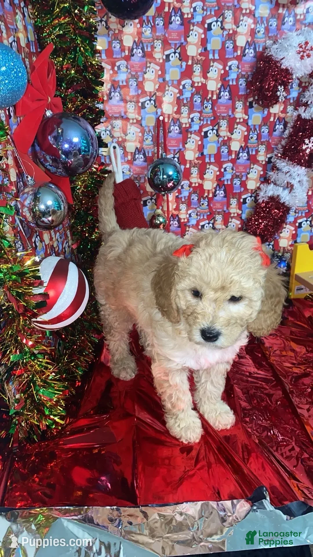Mini Goldendoodle dogs for sale: Shadow - Ad 2