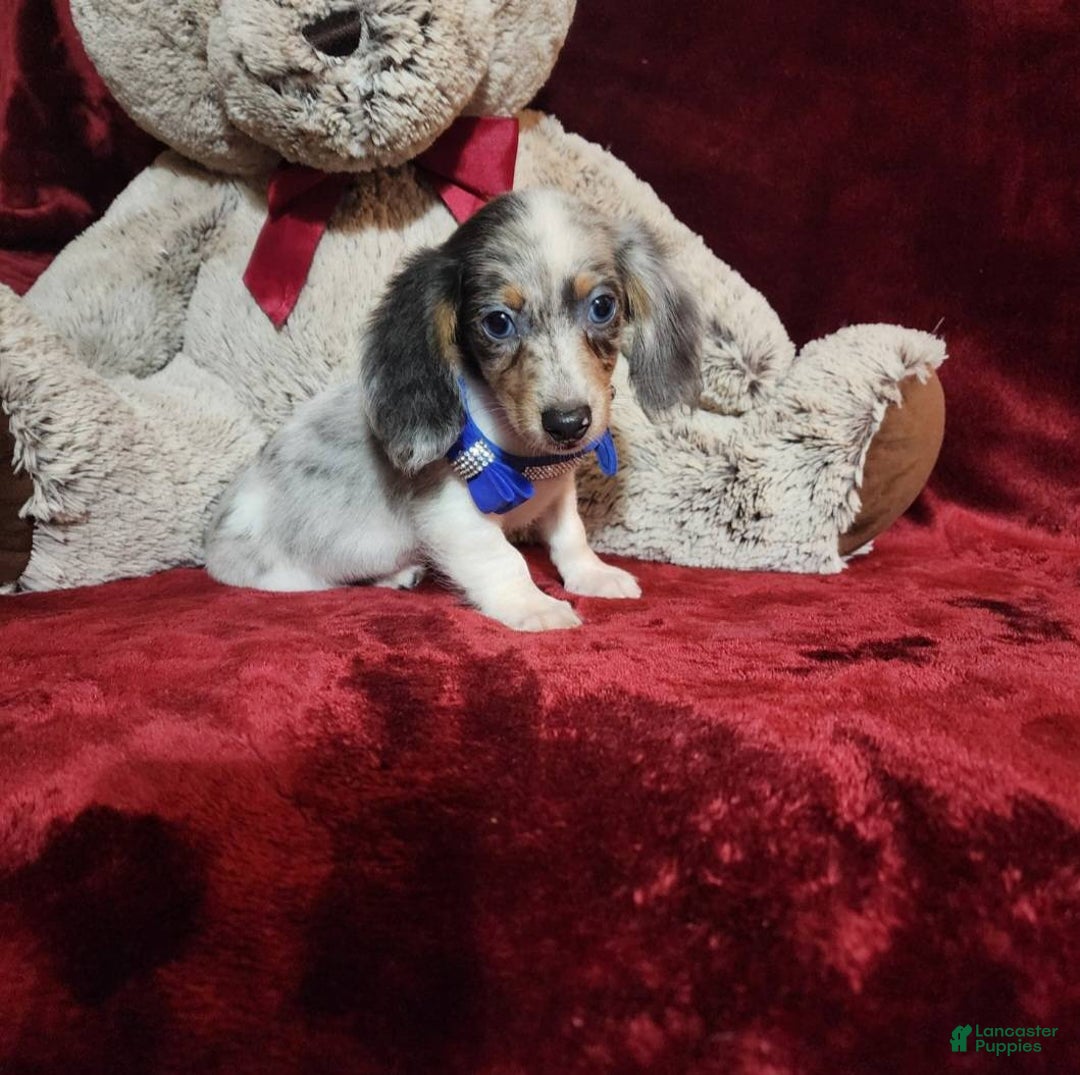 Miniature Dachshund dogs for sale: STERLING - Ad 4