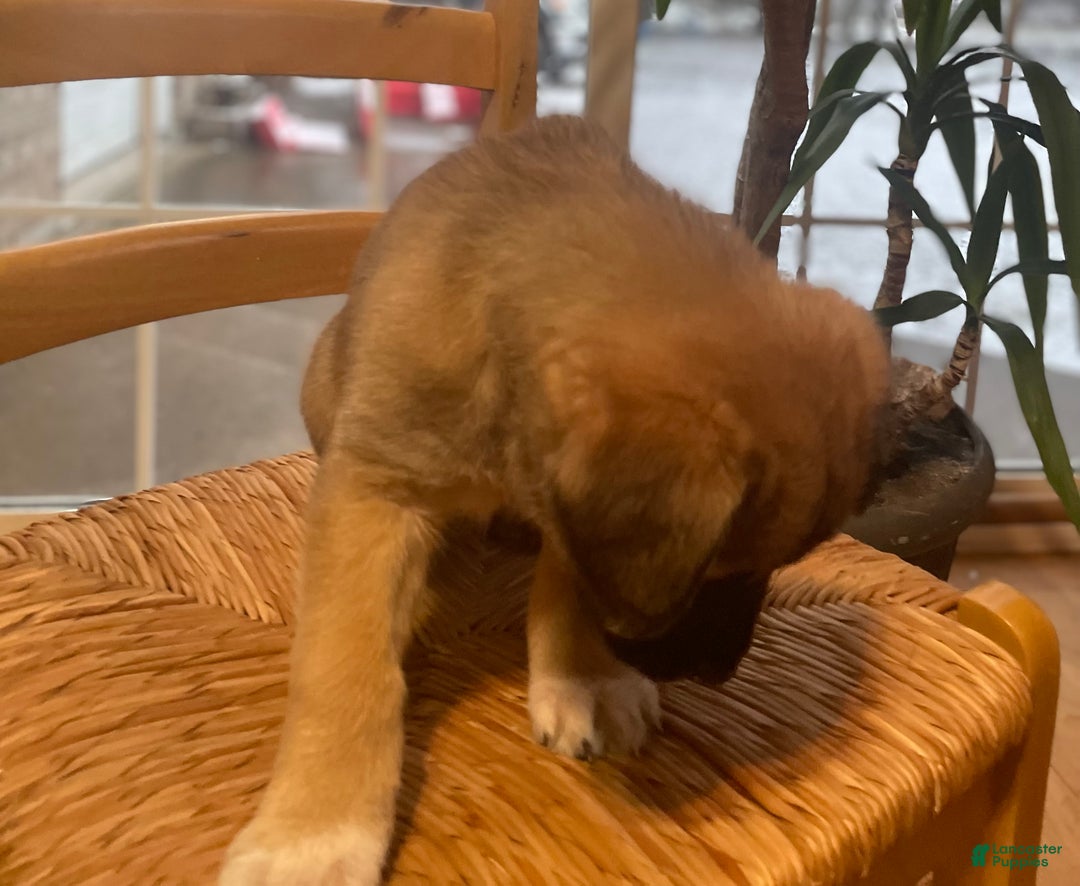 Mixed Breed dogs for sale: Dancer: one of Santa’s Rein-puppies - Ad 12