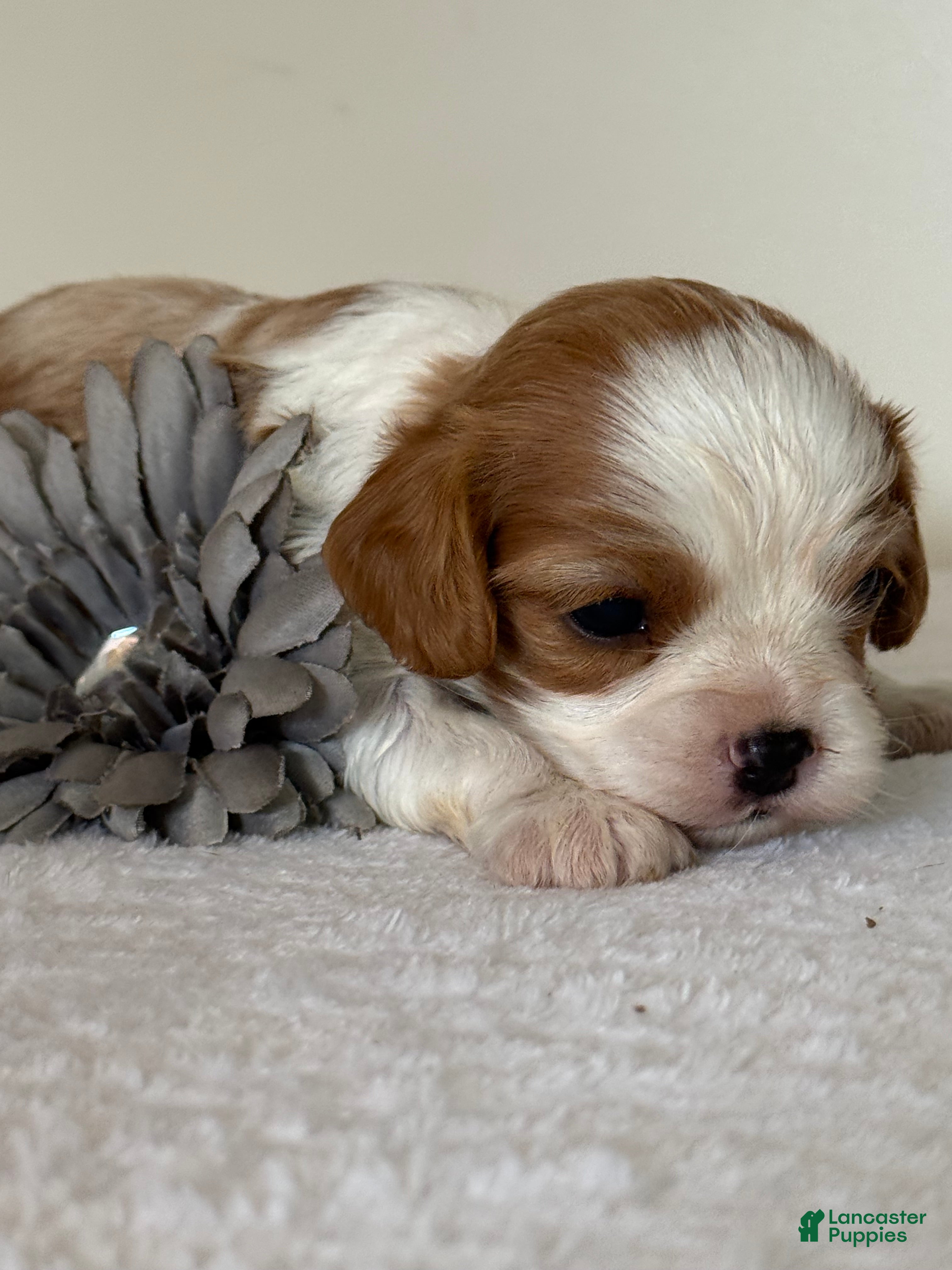 Cavalier King Charles Spaniel dogs Loyal Cavalier King Charles Spaniel  - Ad 2