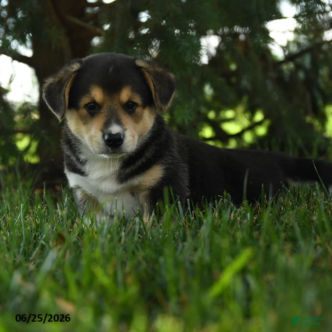Mixed Breed dogs for sale: Astro - Ad 3