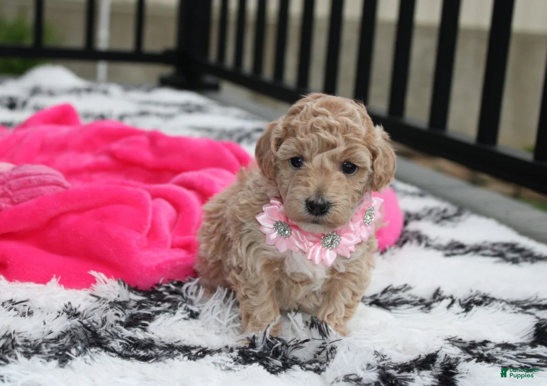 Bichpoo dogs for sale: Aubrey - Ad 1
