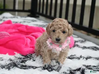 Bichpoo dogs for sale: Aubrey - Ad 2