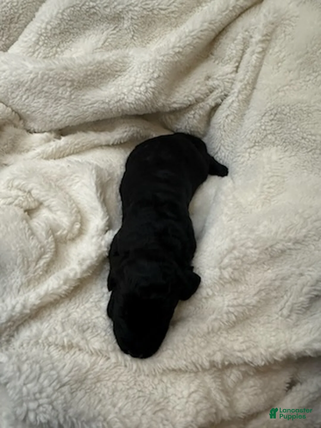 Goldendoodle dogs for sale: Black Boy - Ad 2