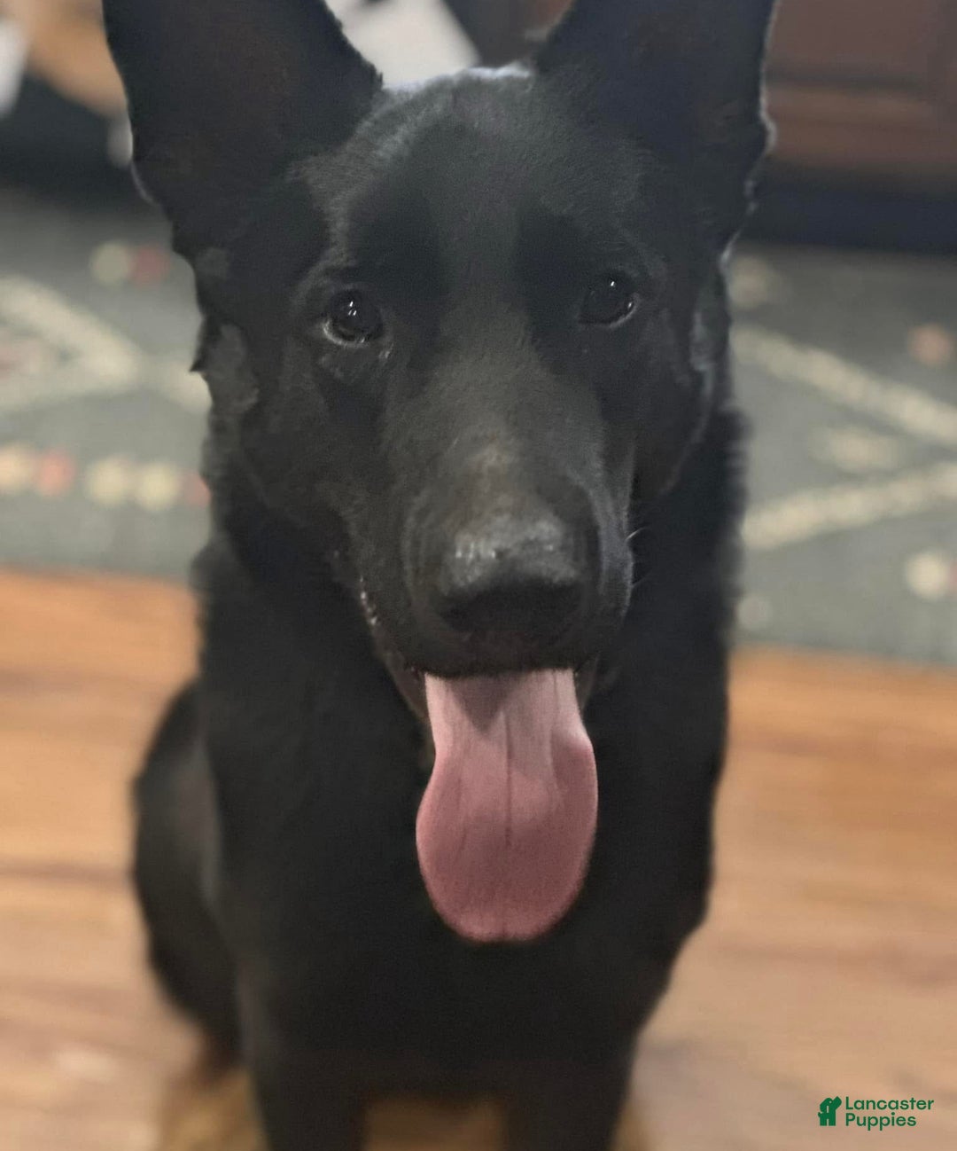 German Shepherd dogs for sale: German Shepherd Puppy 7 - Ad 6