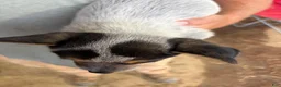 Australian Cattle Dog dogs for sale: Skye - Ad 3