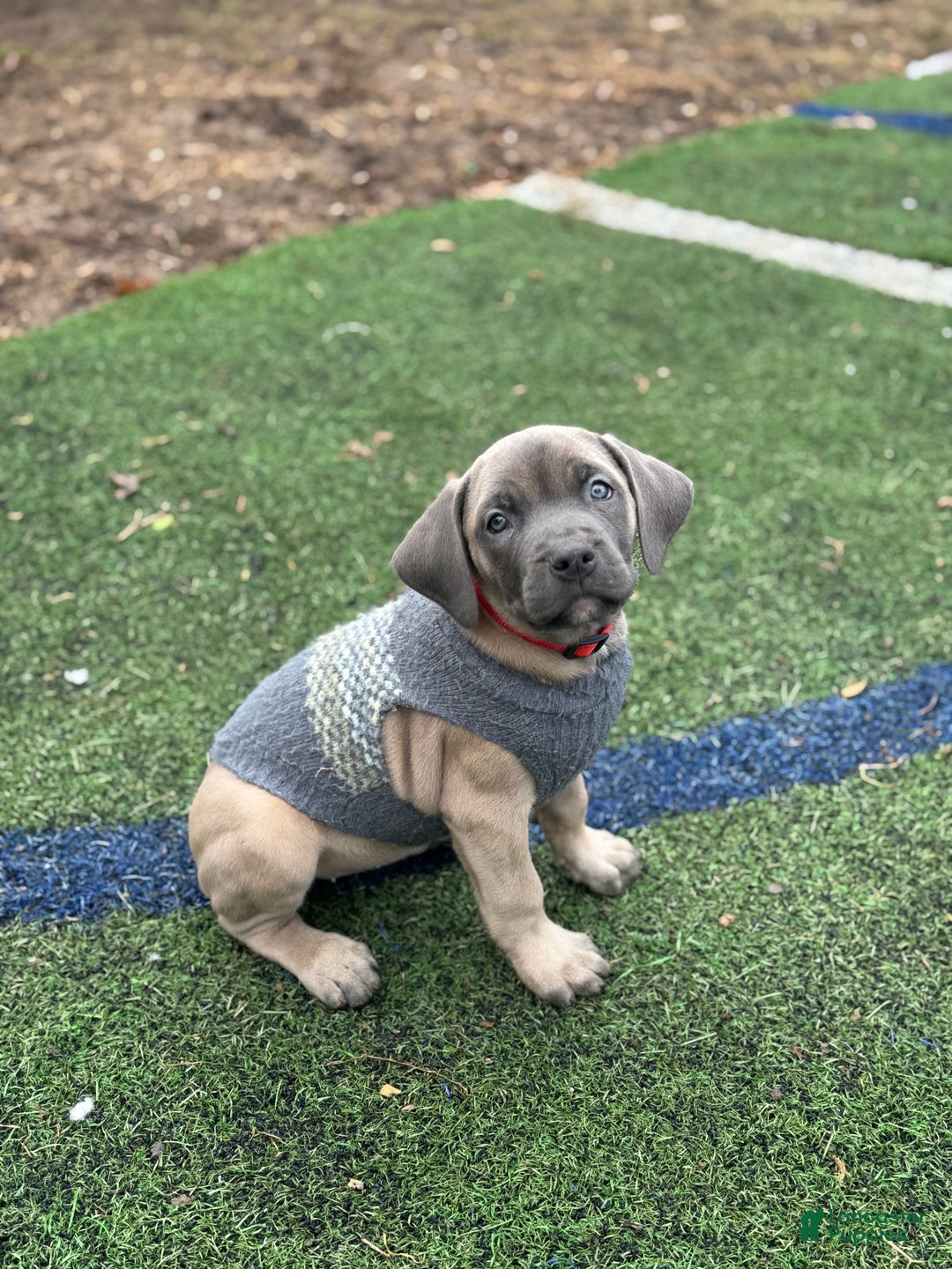 Cane Corso dogs for sale: Star - Ad 7
