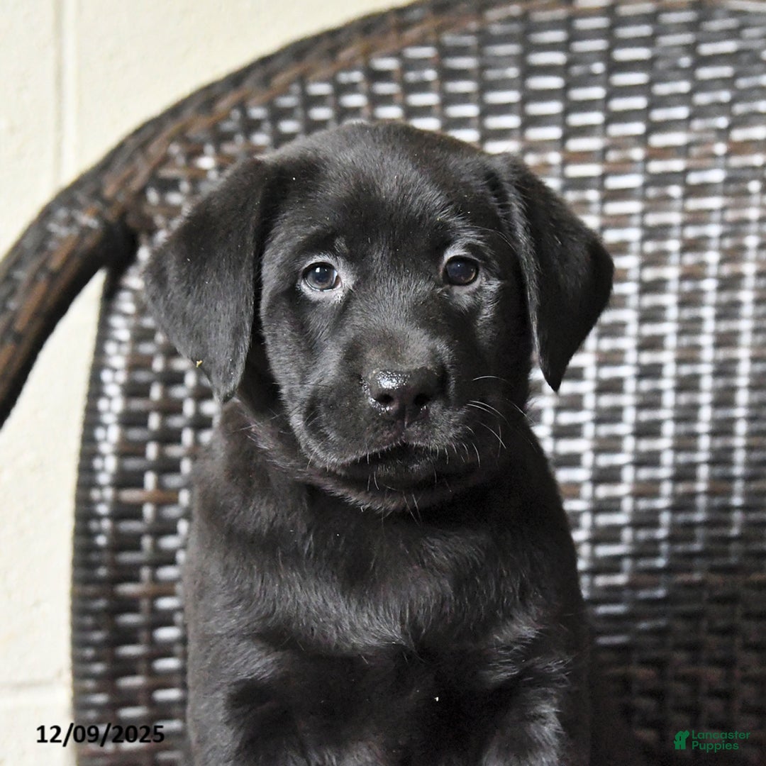 Labrador Retriever dogs for sale: Bella   - Ad 5