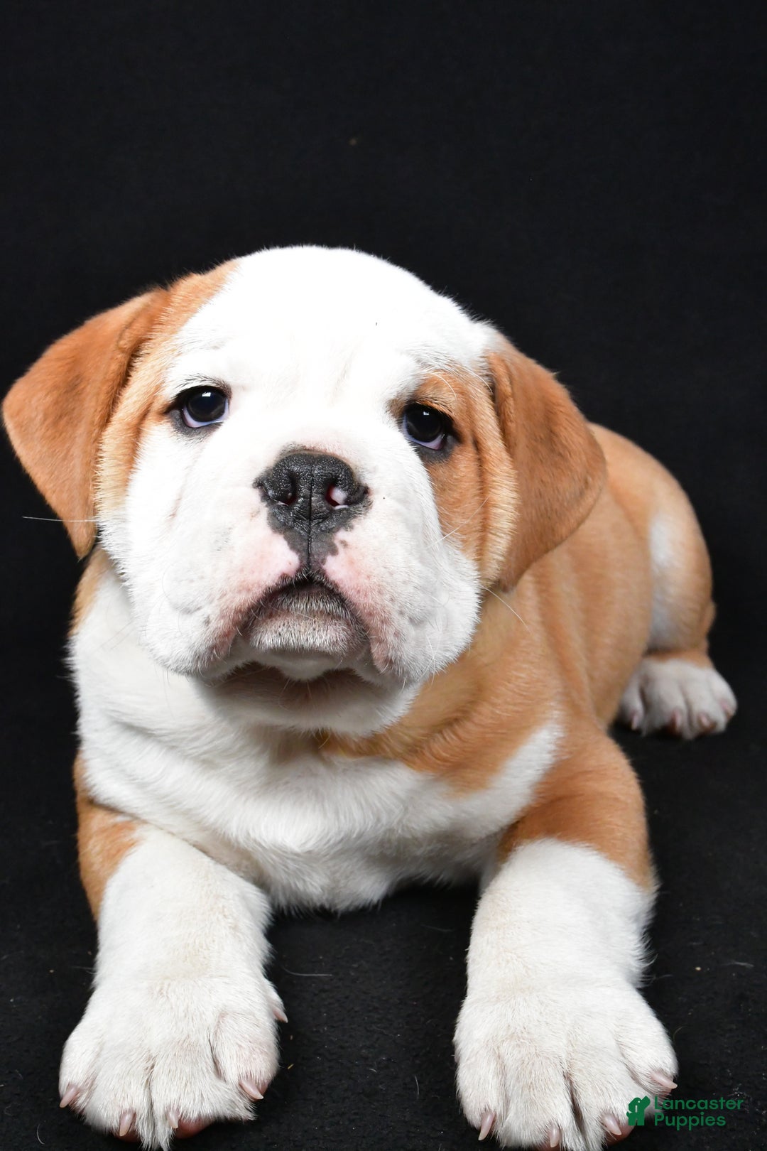 Mixed Breed dogs for sale: Cash - Ad 4