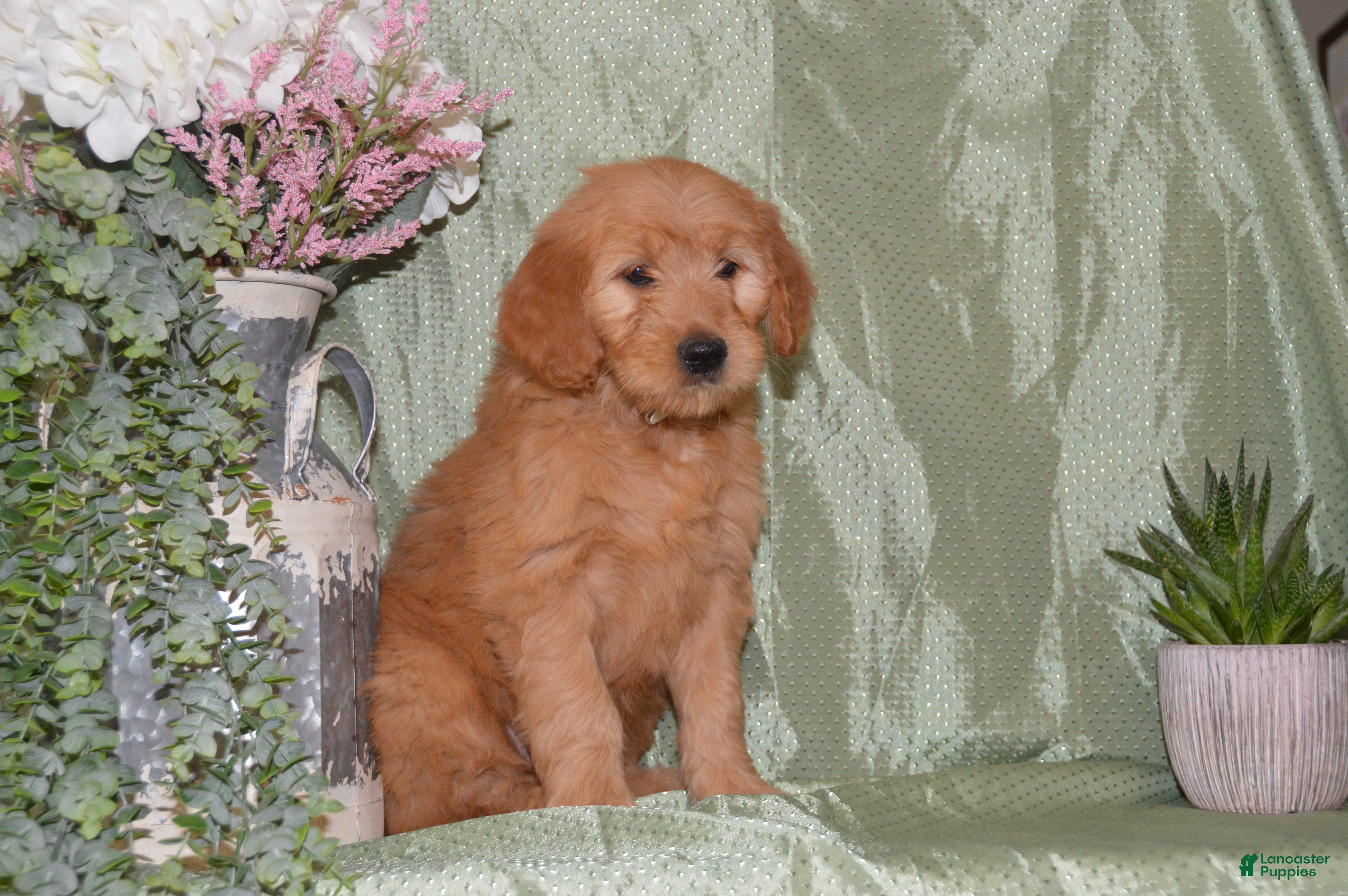 Goldendoodle dogs Beverly - Ad 1