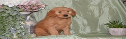 Goldendoodle dogs for sale: Beverly - Ad 1