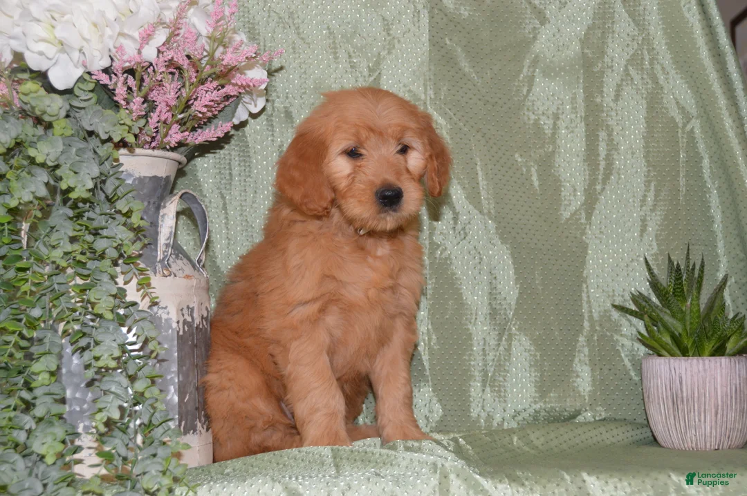 Goldendoodle dogs for sale: Beverly - Ad 1