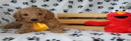 Mini Goldendoodle dogs for sale: Sweet Henry  - Ad 4