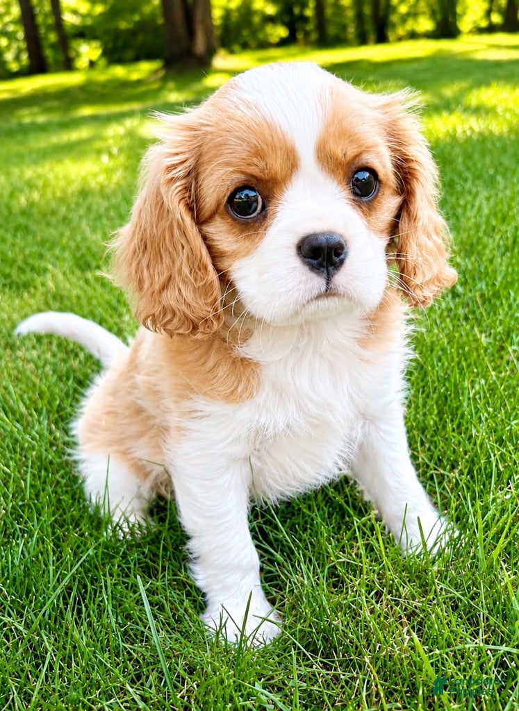 Cavalier King Charles Spaniel dogs for sale: Cavalier King Charles Spaniel (Rosie) - Ad 3